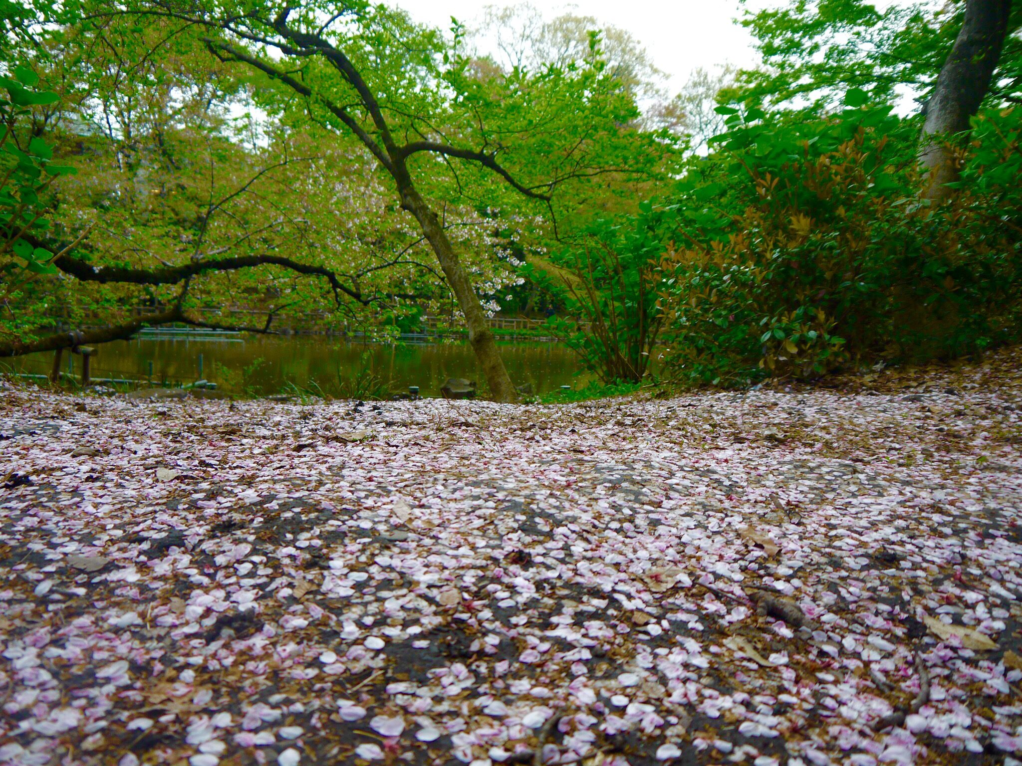 井の頭公園は桜が散り池が幻想的な絨毯に 吉祥寺ファンページ