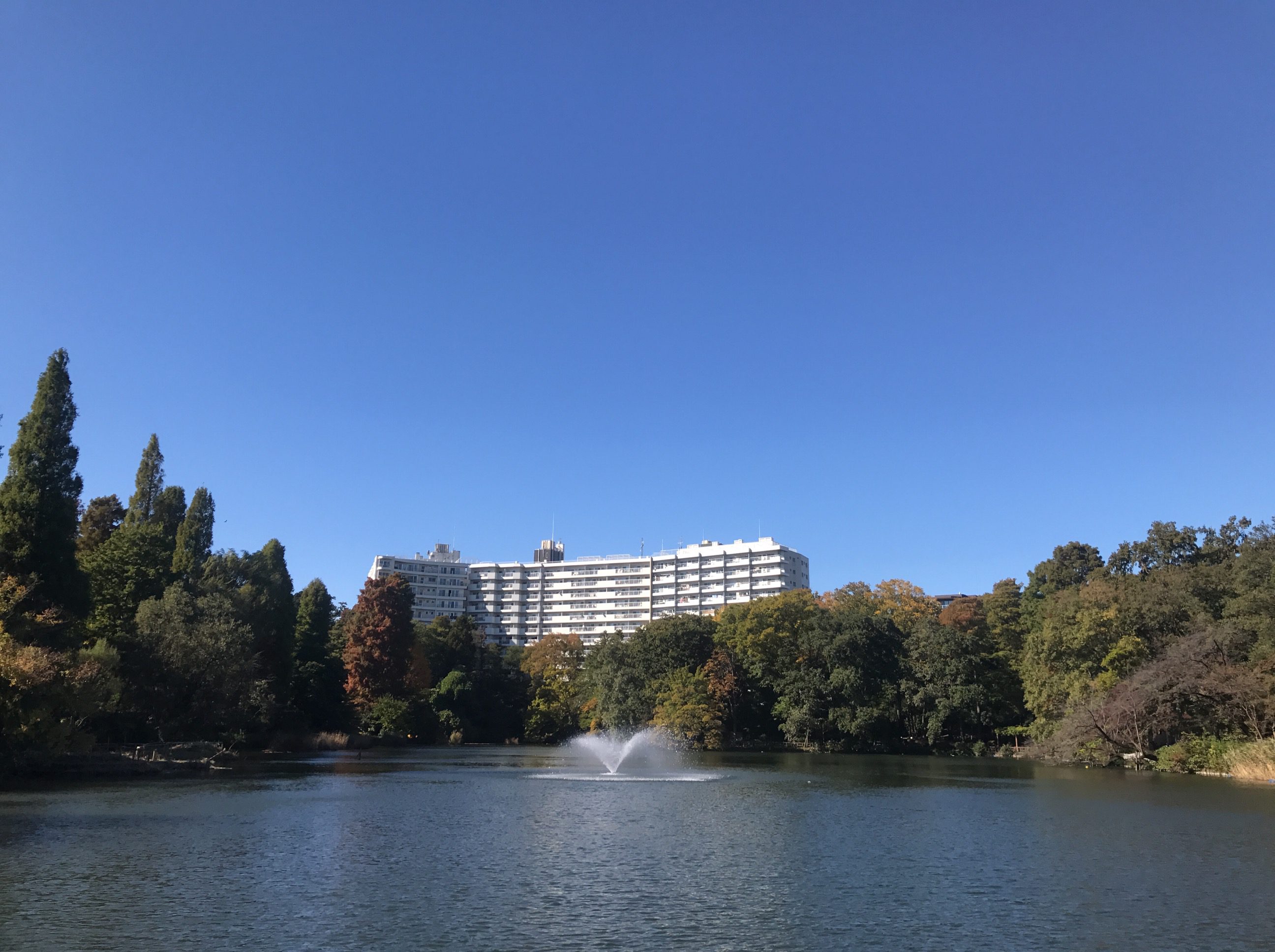 井の頭公園の現在の紅葉具合と見頃はいつか 吉祥寺ファンページ