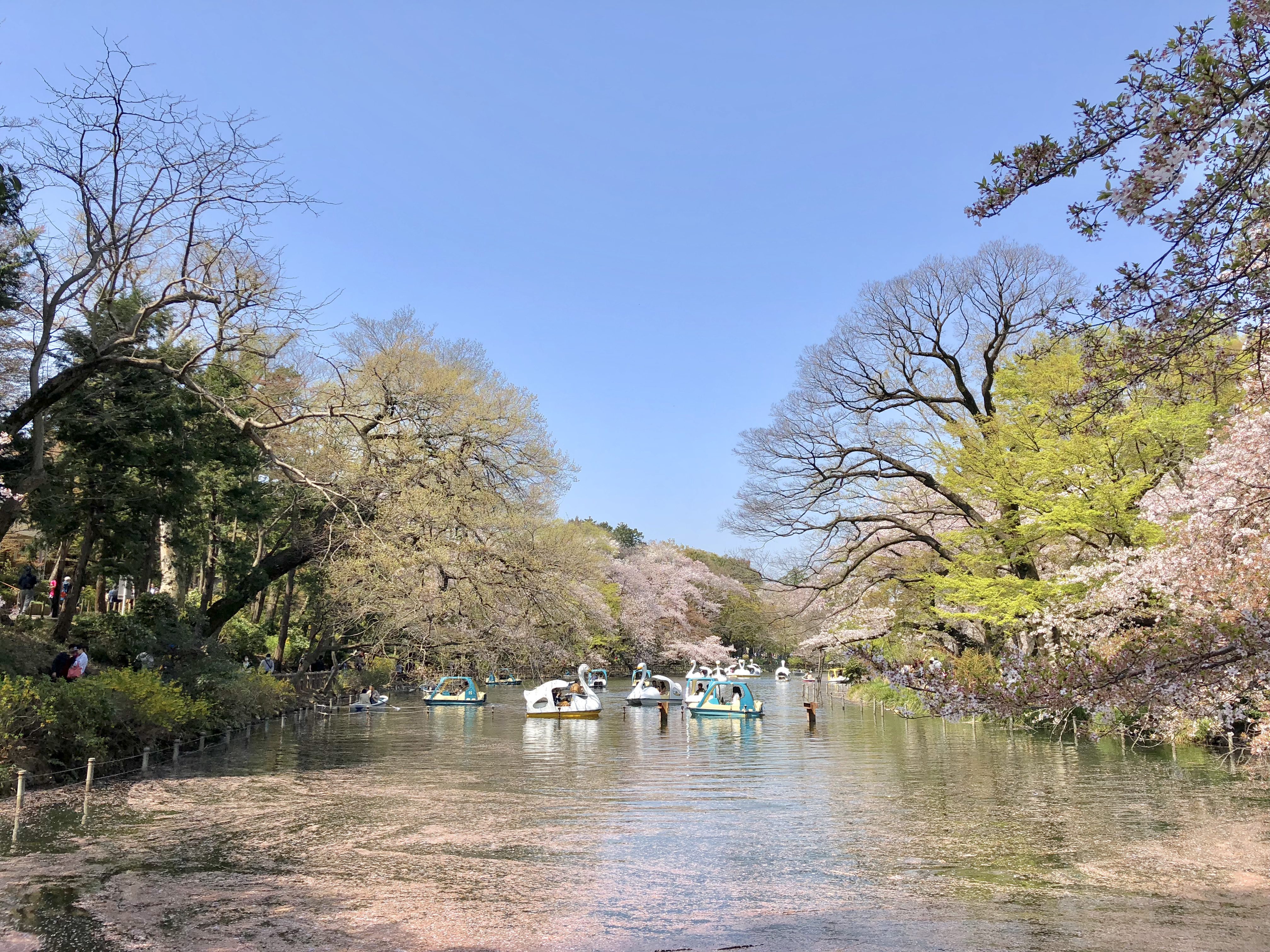 井の頭公園のオススメ花見スポット 場所取り お役立ち情報まとめ 吉祥寺ファンページ