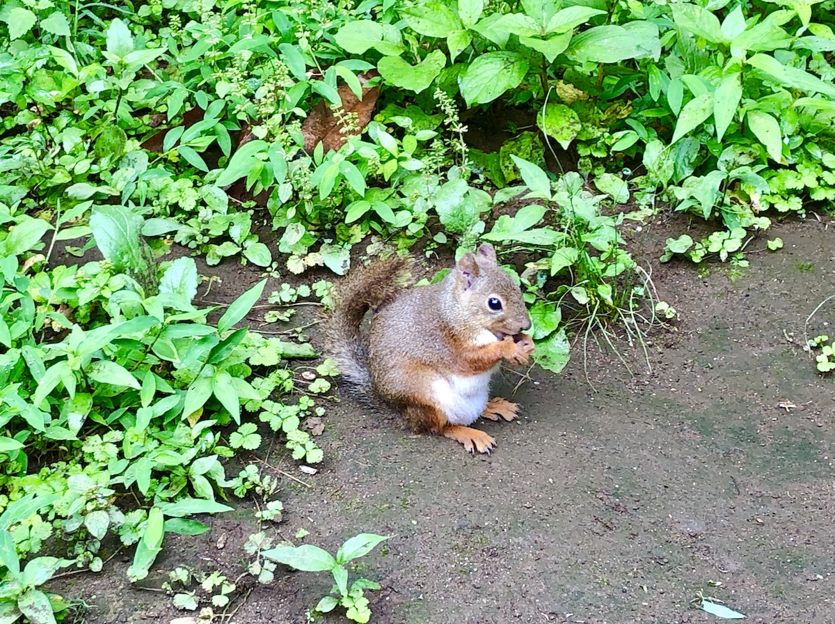 井の頭自然文化園 6月2日より再開園 休止イベントや動物園利用ルールも発表 吉祥寺ファンページ