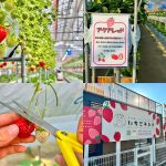 三鷹の「いちごランド以志井農園」約10種類いちご狩りレポ!採れたて夢の食べ比べ