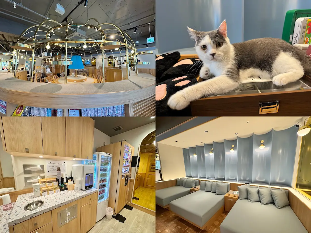 吉祥寺に新オープン「猫カフェMOCHA」おしゃれな空間で”触れ合い